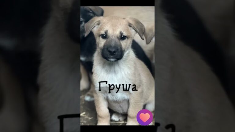 Секретная база щенков раскрыта! ТВОЙ ДИВАН СКУЧАЕТ! УСЫНОВИ СЧАСТЬЕ! #собаки #щенки  #помощьживотным